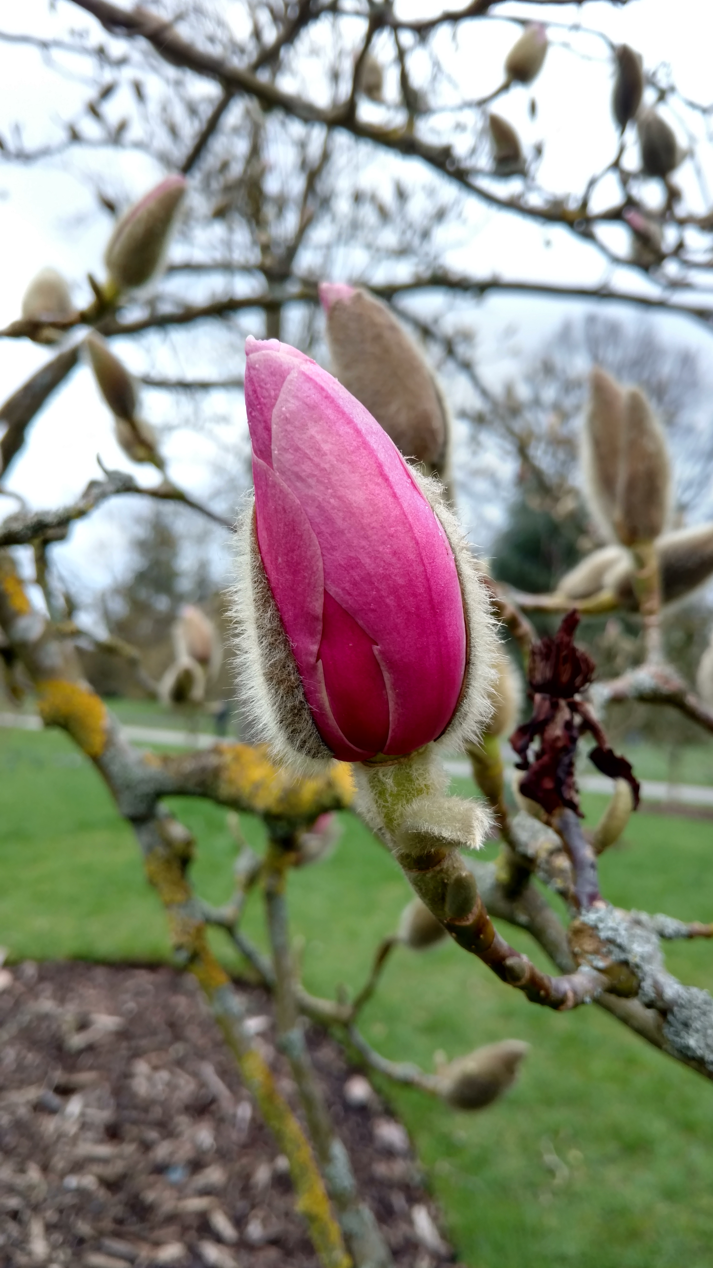Magnolia sprengeri plantplacesimage20170304_164050.jpg