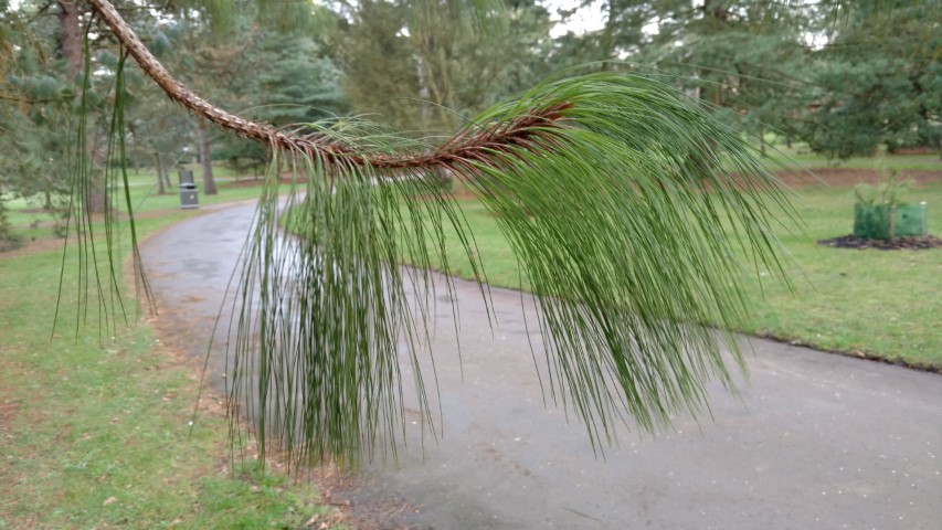 Pinus pseudostrobus plantplacesimage20170304_171421.jpg