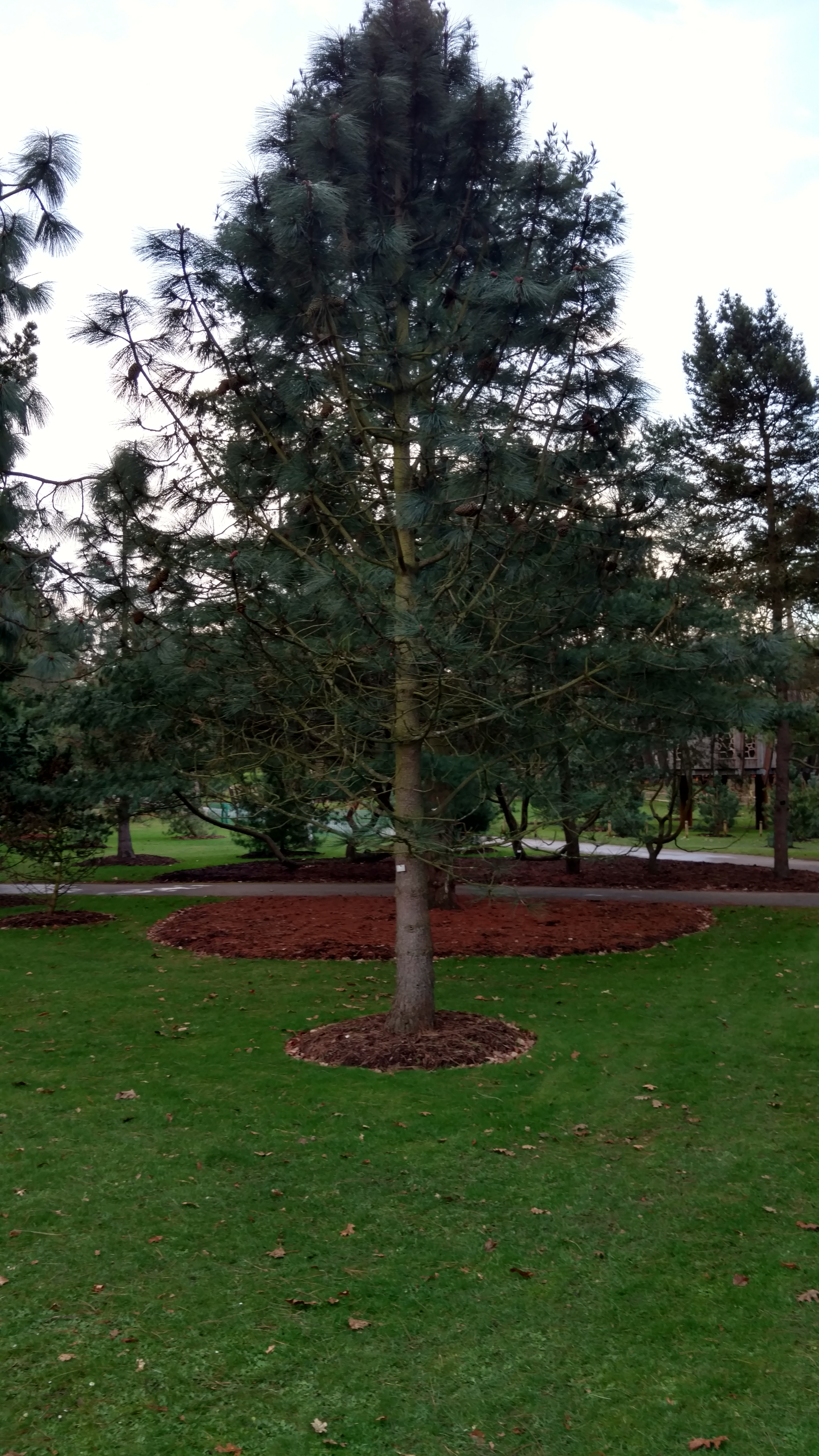 Pinus jeffreyi plantplacesimage20170304_172156.jpg