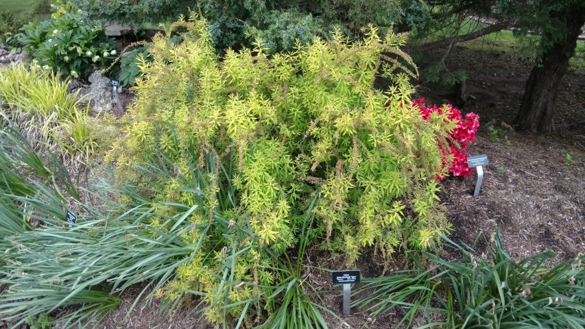 Spiraea thunbergii plantplacesimage20170427_180034.jpg