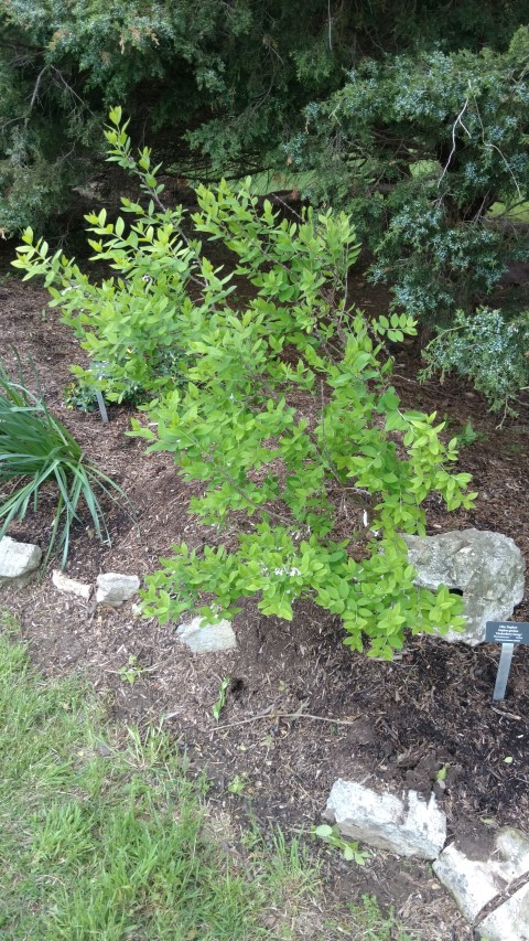 Daphne genkwa plantplacesimage20170427_180335.jpg