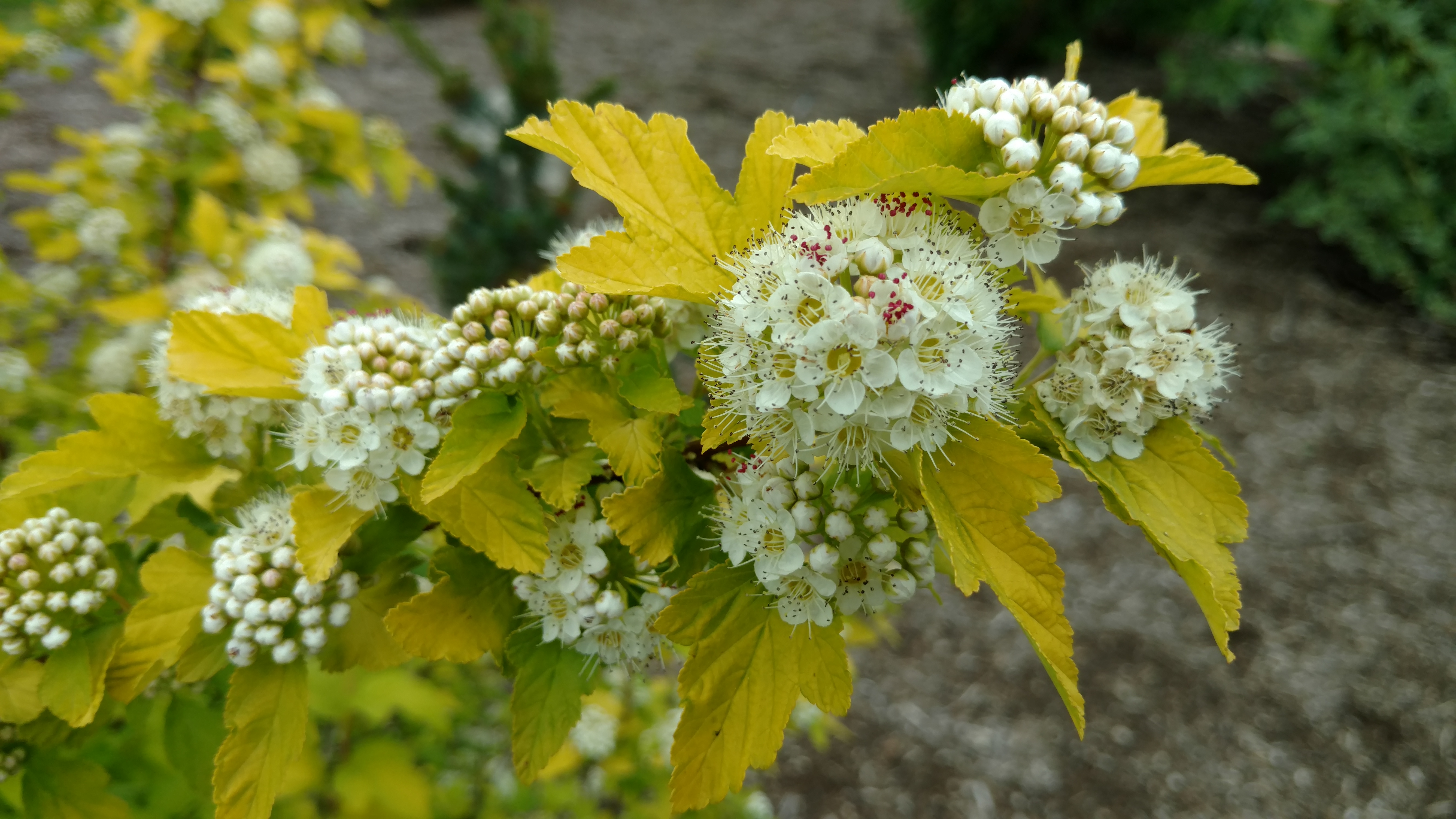 Physocarpus opulifolius plantplacesimage20170427_180608.jpg