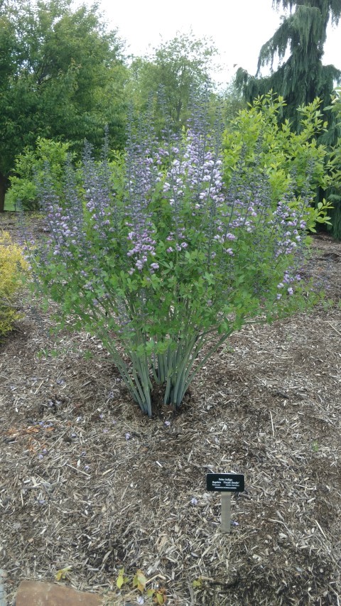 Baptisia plantplacesimage20170427_181449.jpg