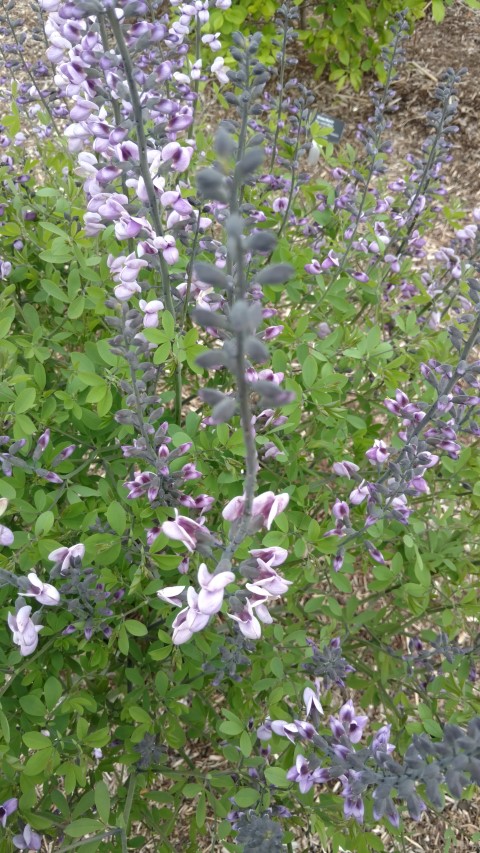 Baptisia plantplacesimage20170427_181514.jpg