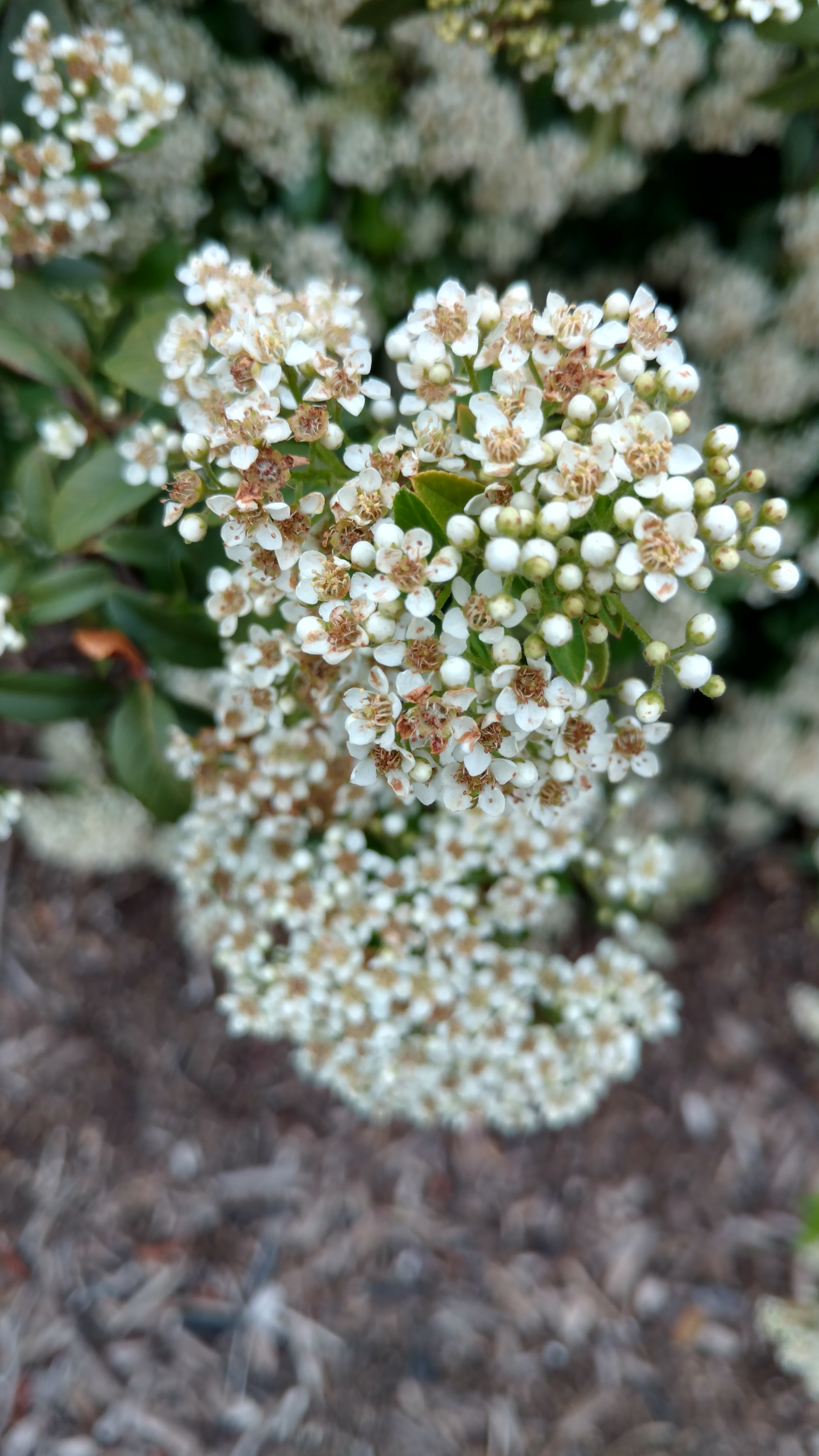 Pyracantha angustifolia plantplacesimage20170427_181646.jpg