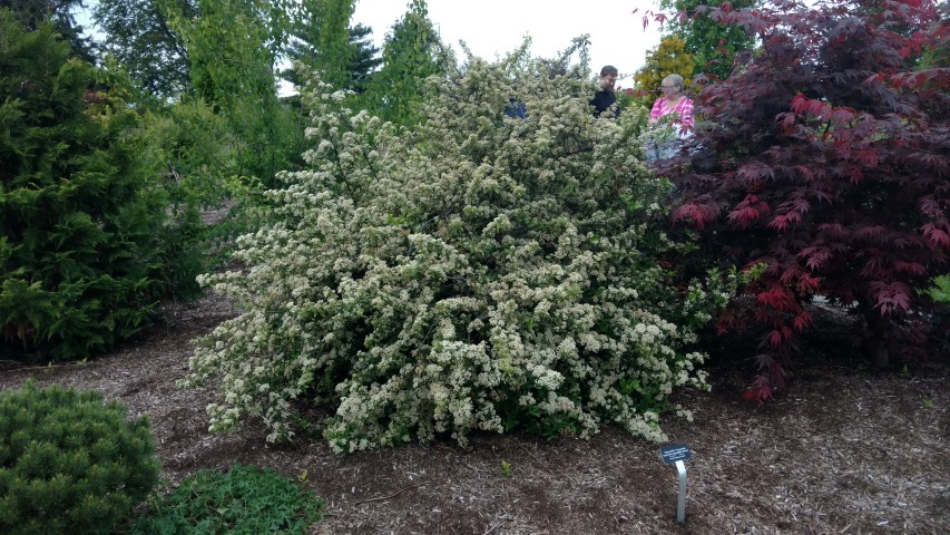 Pyracantha angustifolia plantplacesimage20170427_181659.jpg