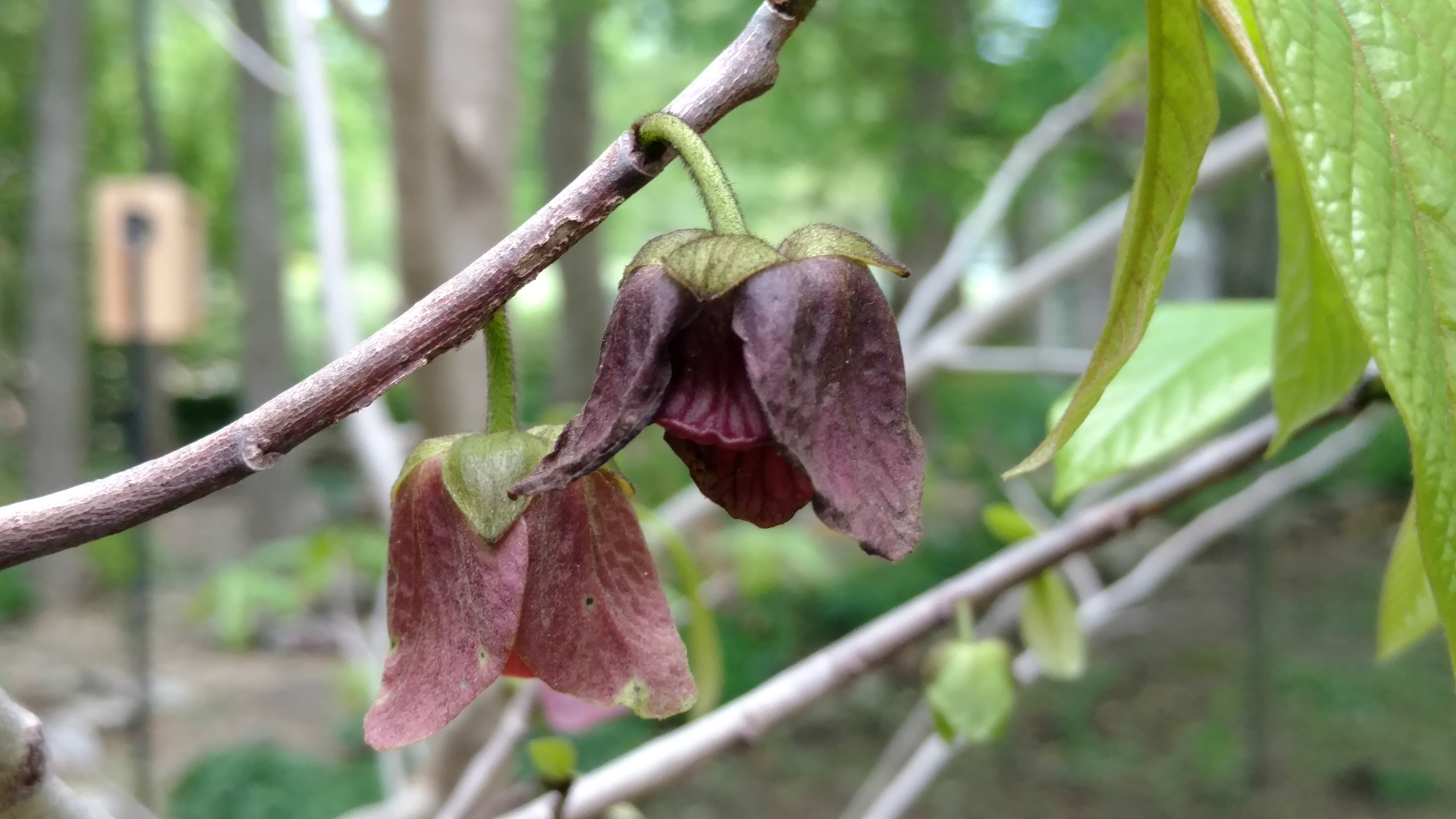 Asimina triloba plantplacesimage20170427_184123.jpg