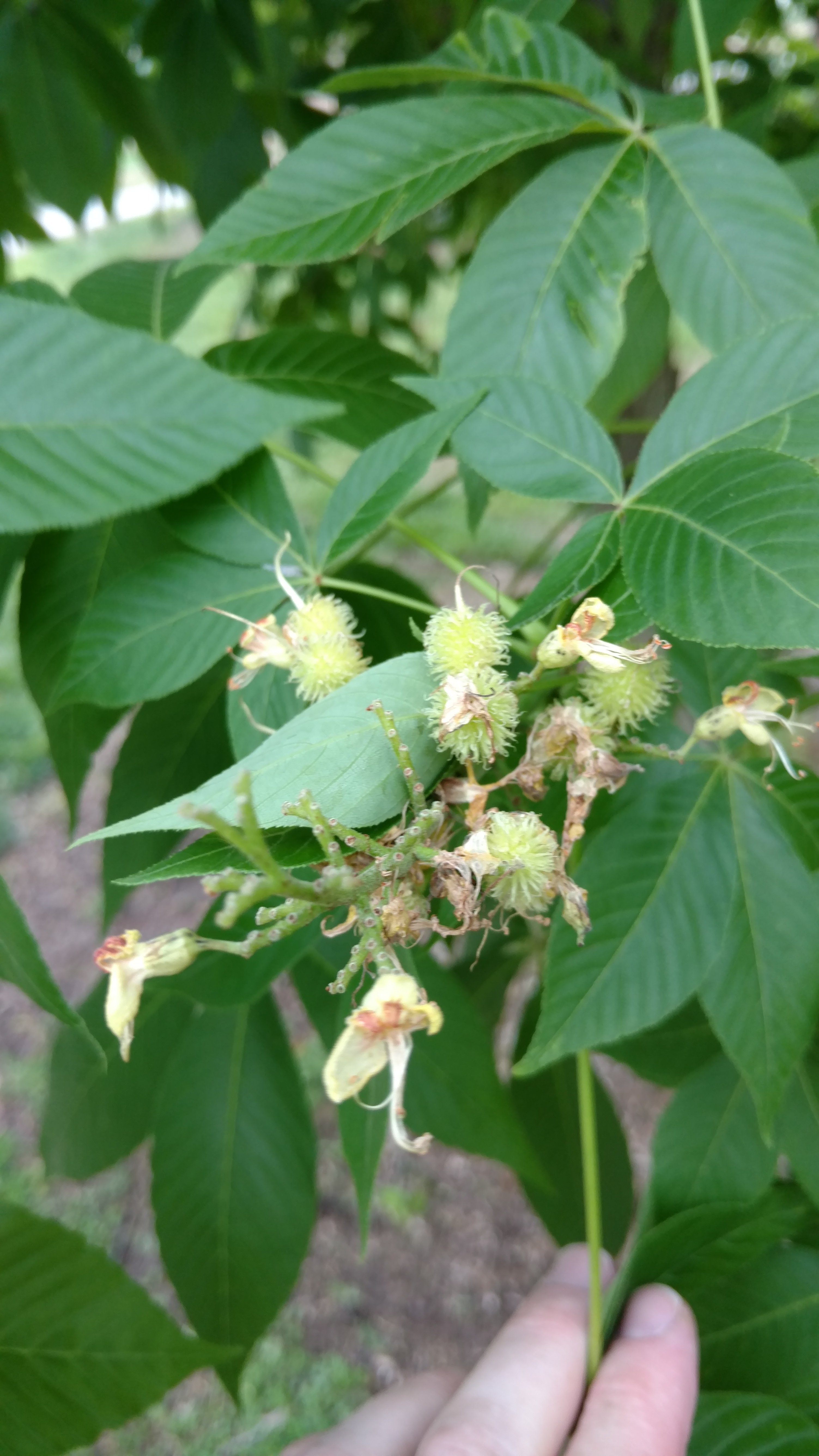 Aesculus glabra plantplacesimage20170427_184646.jpg