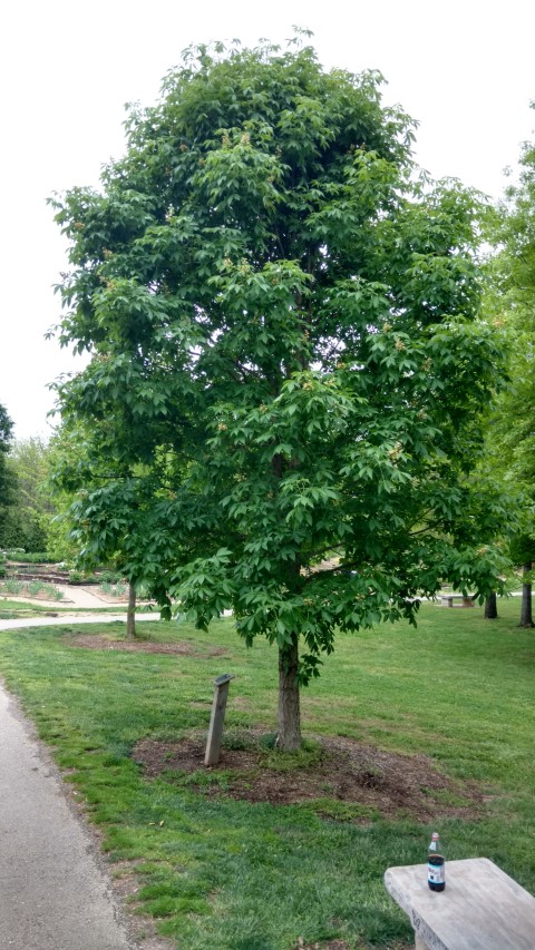 Aesculus glabra plantplacesimage20170427_184703.jpg