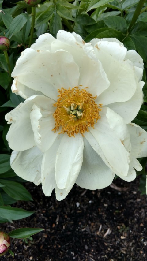 Paeonia lactiflora plantplacesimage20170427_185506.jpg