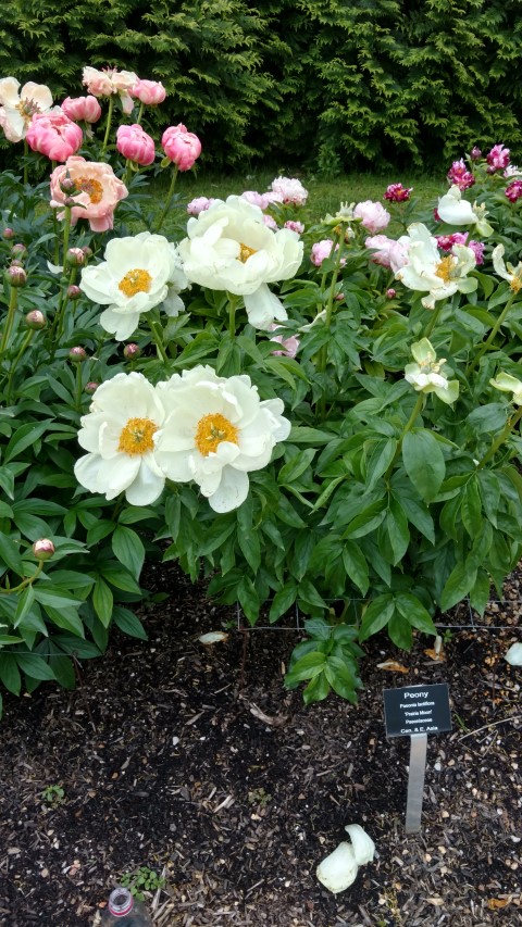 Paeonia lactiflora plantplacesimage20170427_185515.jpg