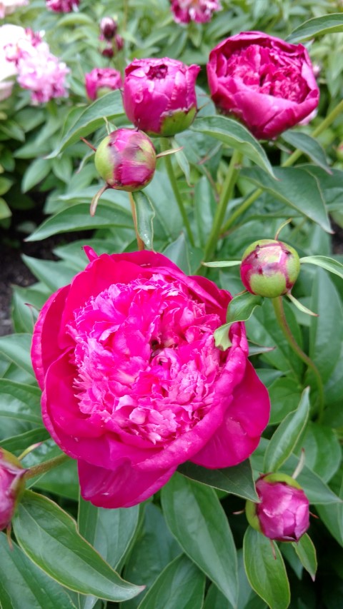 Paeonia lactiflora plantplacesimage20170427_185618.jpg