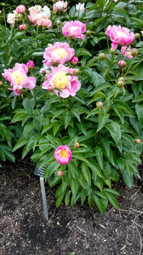 Paeonia lactiflora plantplacesimage20170427_185829.jpg