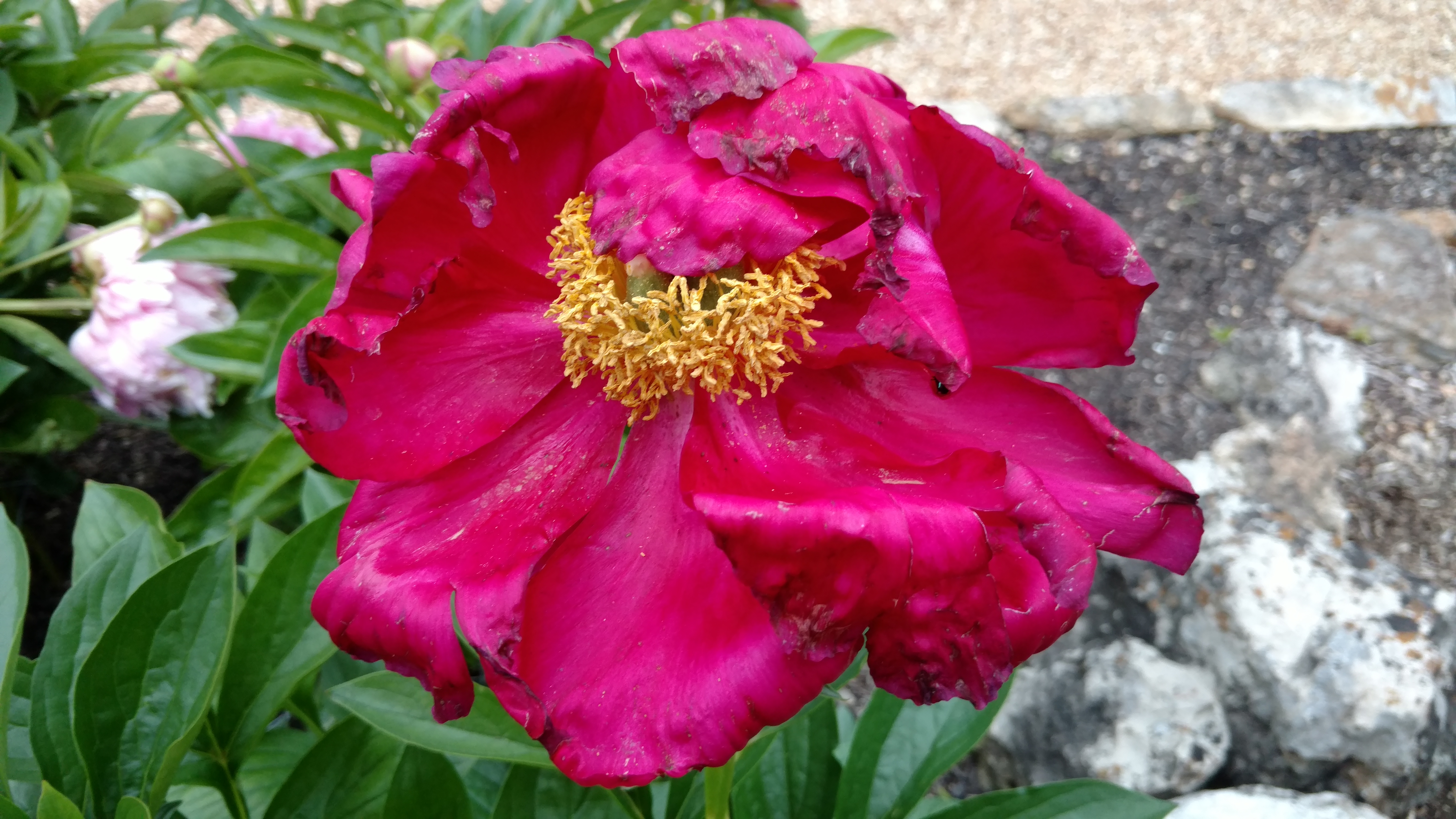 Paeonia lactiflora plantplacesimage20170427_185949.jpg