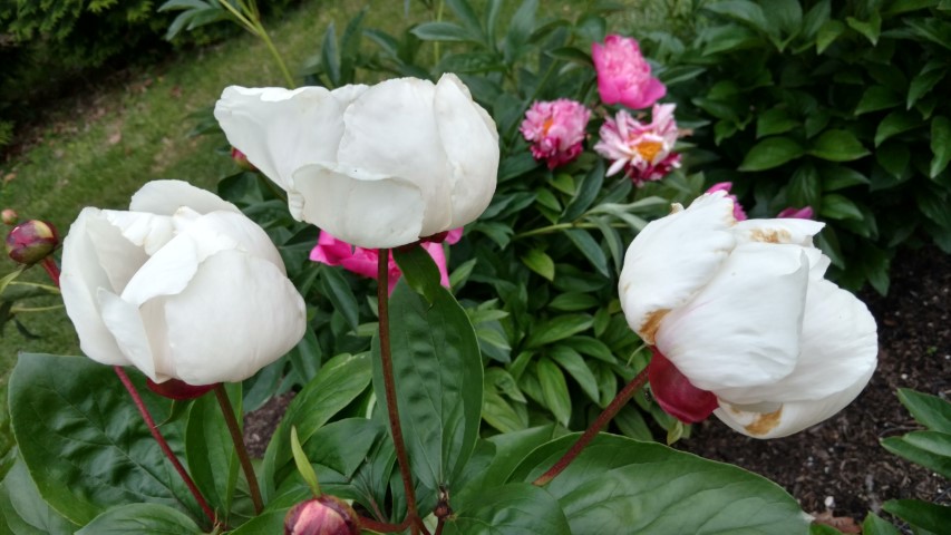 Paeonia lactiflora plantplacesimage20170427_192131.jpg