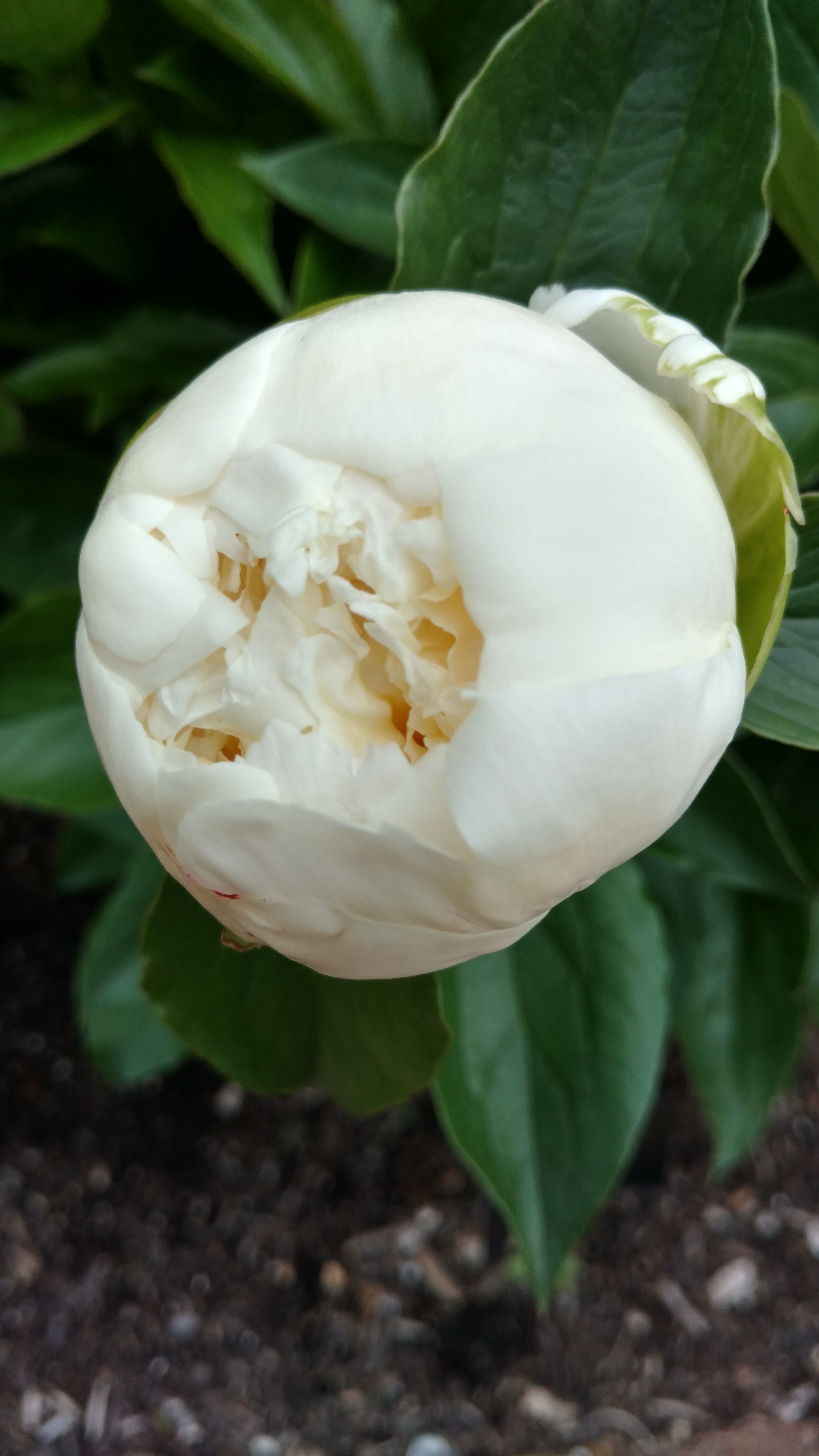 Paeonia lactiflora plantplacesimage20170427_192449.jpg