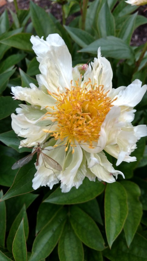 Paeonia lactiflora plantplacesimage20170427_192555.jpg