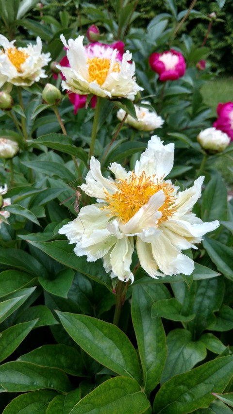 Paeonia lactiflora plantplacesimage20170427_192608.jpg