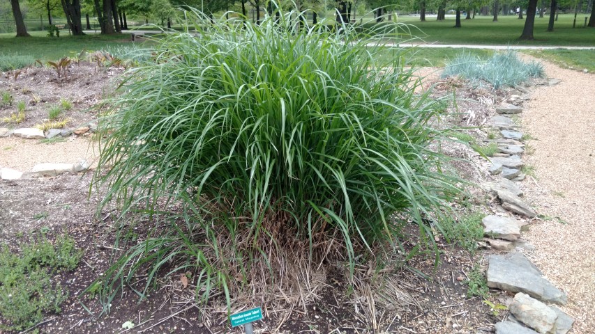 Miscanthus sinensis plantplacesimage20170427_193413.jpg