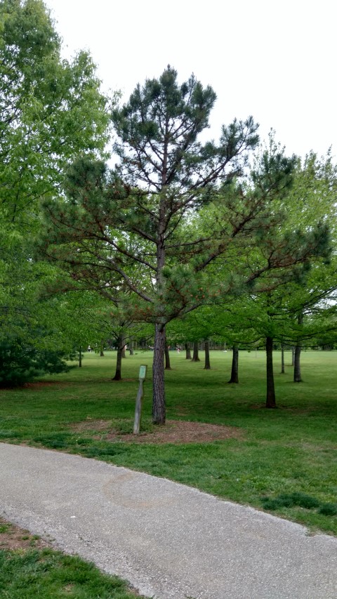 Pinus echinata plantplacesimage20170427_193605.jpg