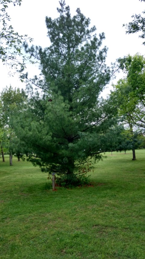 Pinus strobus plantplacesimage20170427_193913.jpg