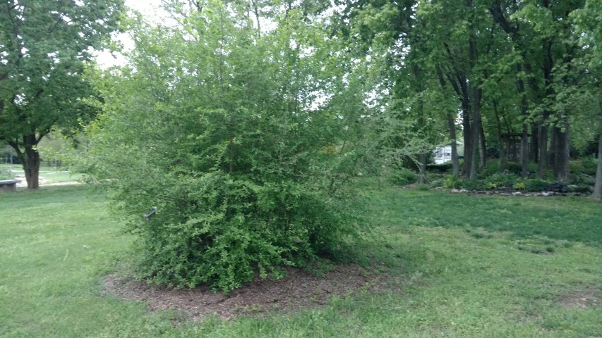 Ilex decidua plantplacesimage20170427_194604.jpg