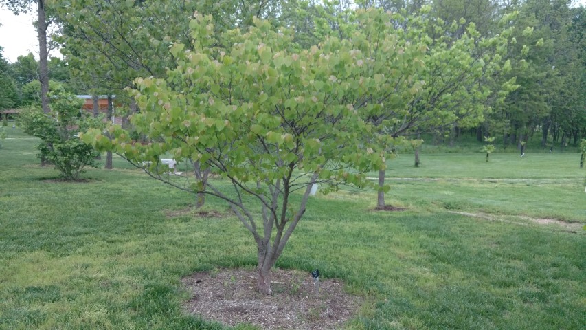 Cercis canadensis plantplacesimage20170427_194813.jpg