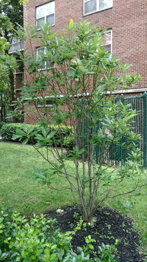 Magnolia virginiana plantplacesimage20170623_111217.jpg