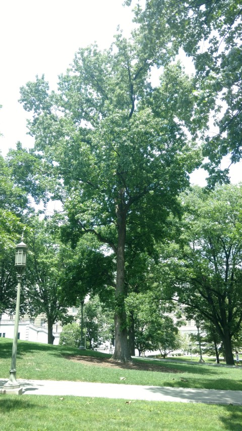 Liquidambar styraciflua plantplacesimage20170710_133412.jpg