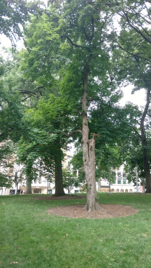 Aesculus hippocastanum plantplacesimage20170710_180849.jpg