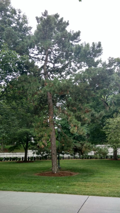 Pinus nigra plantplacesimage20170710_182107.jpg