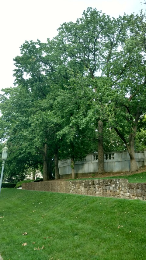 Liquidambar styraciflua plantplacesimage20170710_184813.jpg