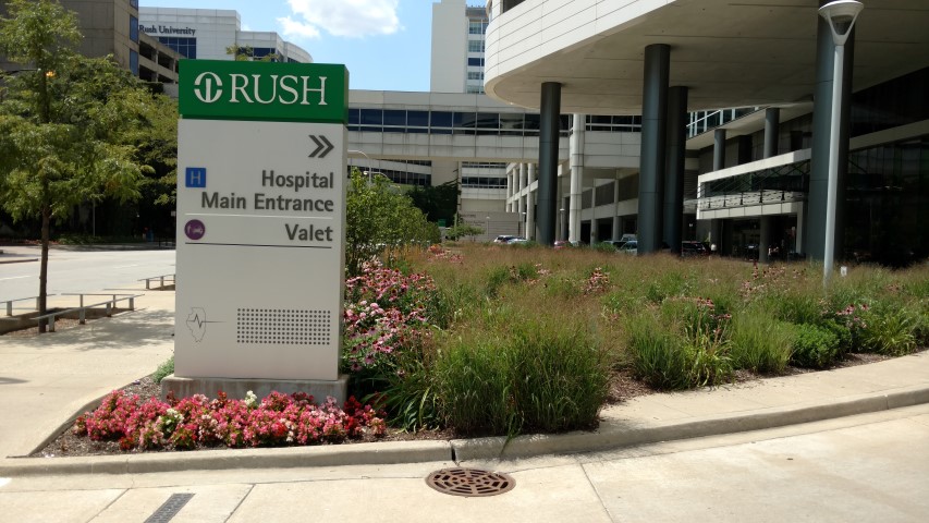 Echinacea purpurea plantplacesimage20170723_132651.jpg