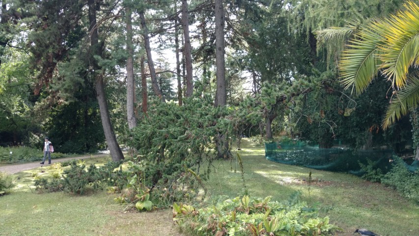 Pinus aristata plantplacesimage20170812_154406.jpg