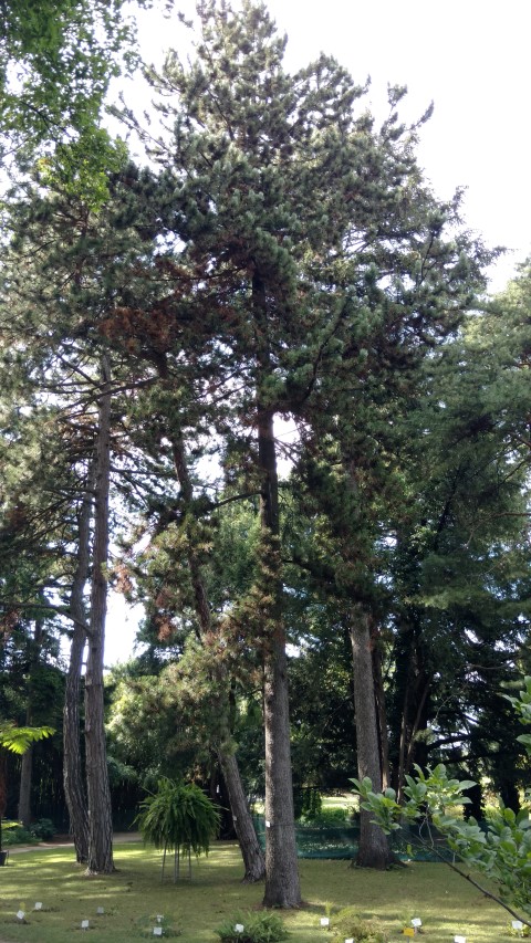 Pinus heldreichii plantplacesimage20170812_154802.jpg
