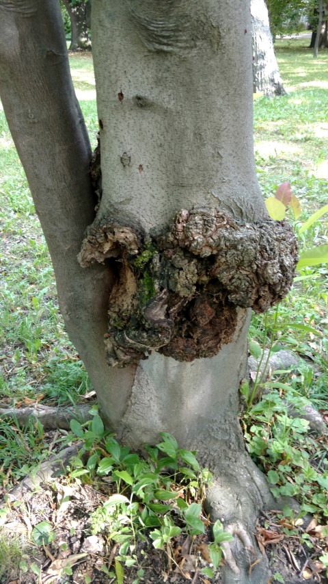 Magnolia salicifolia plantplacesimage20170812_161705.jpg