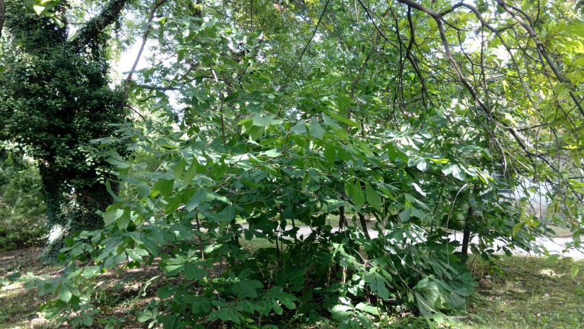 Asimina triloba plantplacesimage20170812_162428.jpg