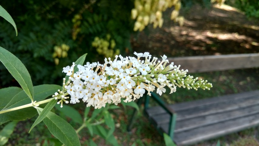 Buddleia davidii plantplacesimage20170812_163628.jpg