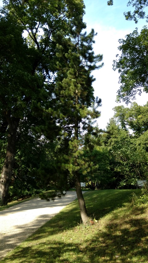 Pinus heldreichii plantplacesimage20170812_164722.jpg