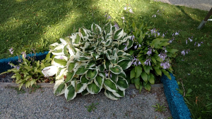 Hosta plantplacesimage20170812_165044.jpg
