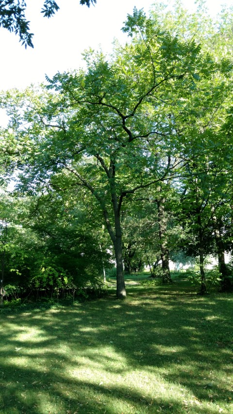Juglans nigra plantplacesimage20170812_171248.jpg