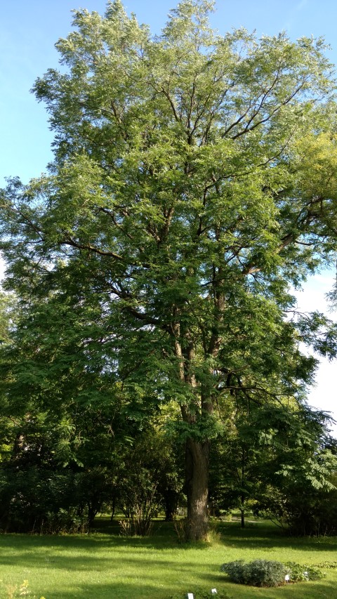Gymnocladus dioicus plantplacesimage20170812_174016.jpg