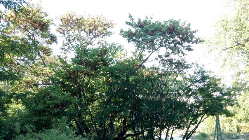 Cercis siliquastrum plantplacesimage20170812_175508.jpg