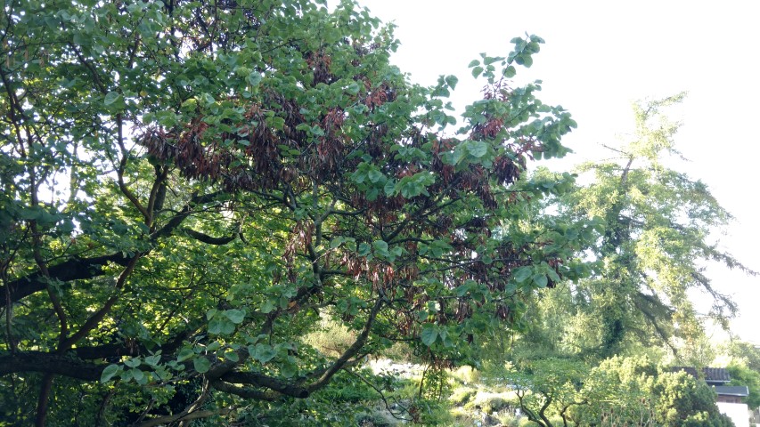 Cercis siliquastrum plantplacesimage20170812_175529.jpg