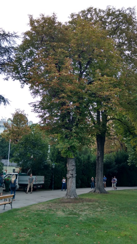 Aesculus hippocastanum plantplacesimage20170812_194223.jpg