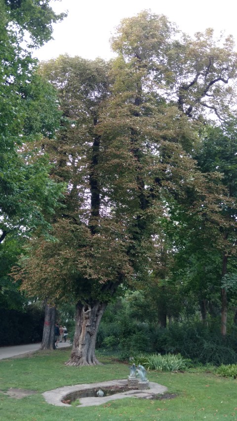 Aesculus hippocastanum plantplacesimage20170812_194302.jpg