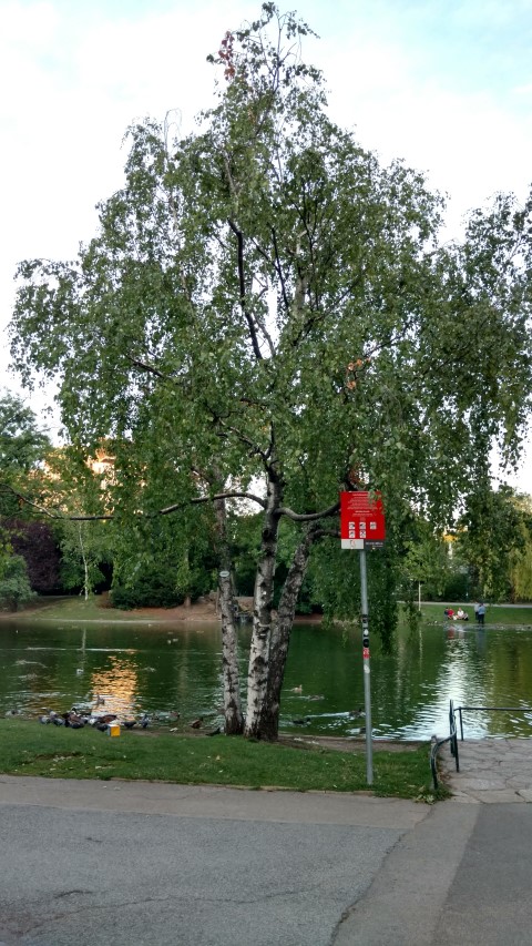 Betula pendula plantplacesimage20170812_194617.jpg