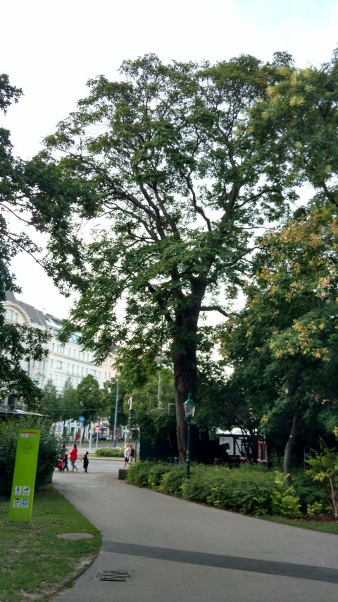 Ailanthus altissima plantplacesimage20170812_195330.jpg