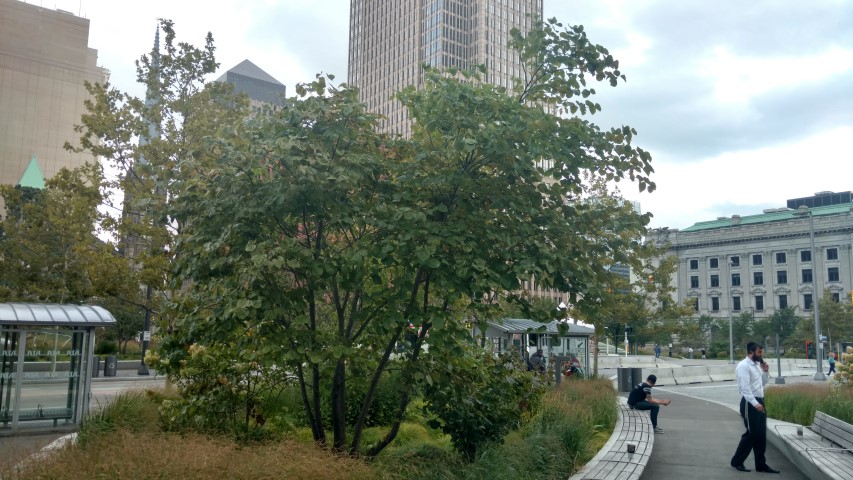 Cercis canadensis plantplacesimage20170906_132741.jpg