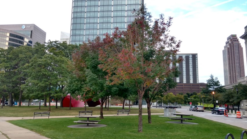 Fraxinus pennsylvanica plantplacesimage20170912_185354.jpg